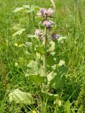 Borago officinalis. Растение с бутонами. Украина, г. Запорожье, Прибрежная автомагистраль, заросшая клумба возле магазина Alfa Automotive Group. 05.06.2016.