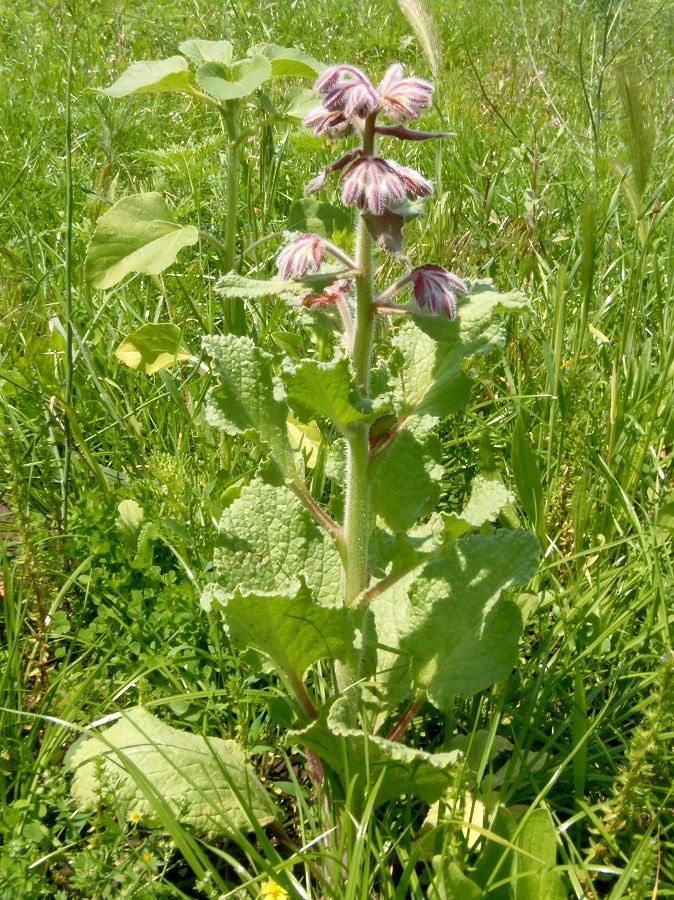 Изображение особи Borago officinalis.