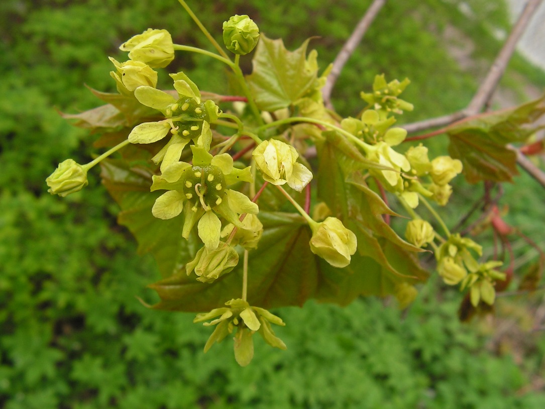 Image of Acer platanoides specimen.