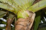 Pandanus tectorius