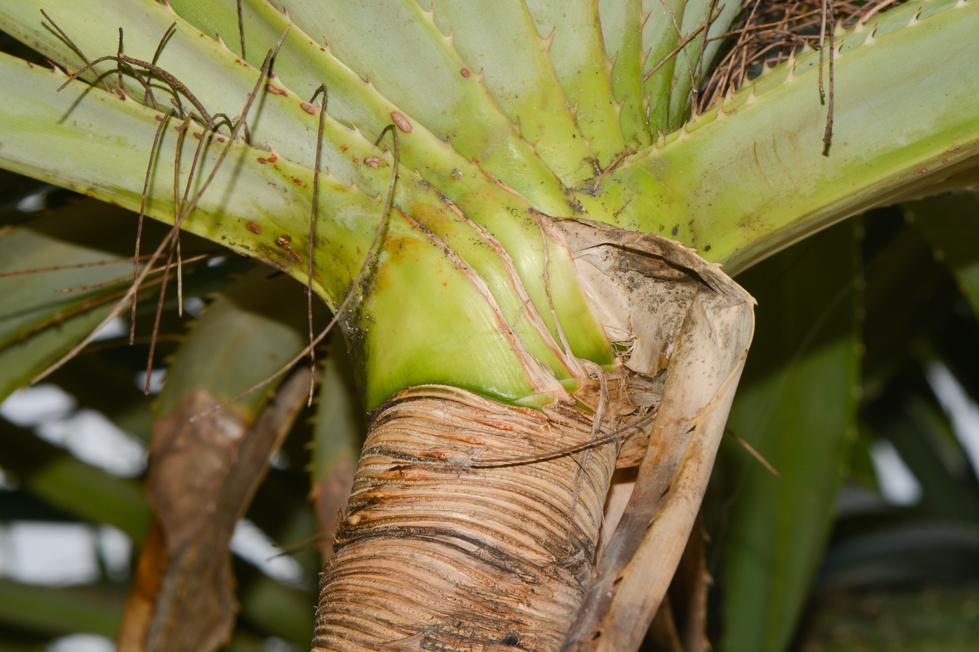 Изображение особи Pandanus tectorius.