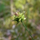 Carex capitata. Соцветие. Свердловская обл., окр. г. Североуральск, южная окраина Колонгинского водохранилища, болото. 26.06.2016.