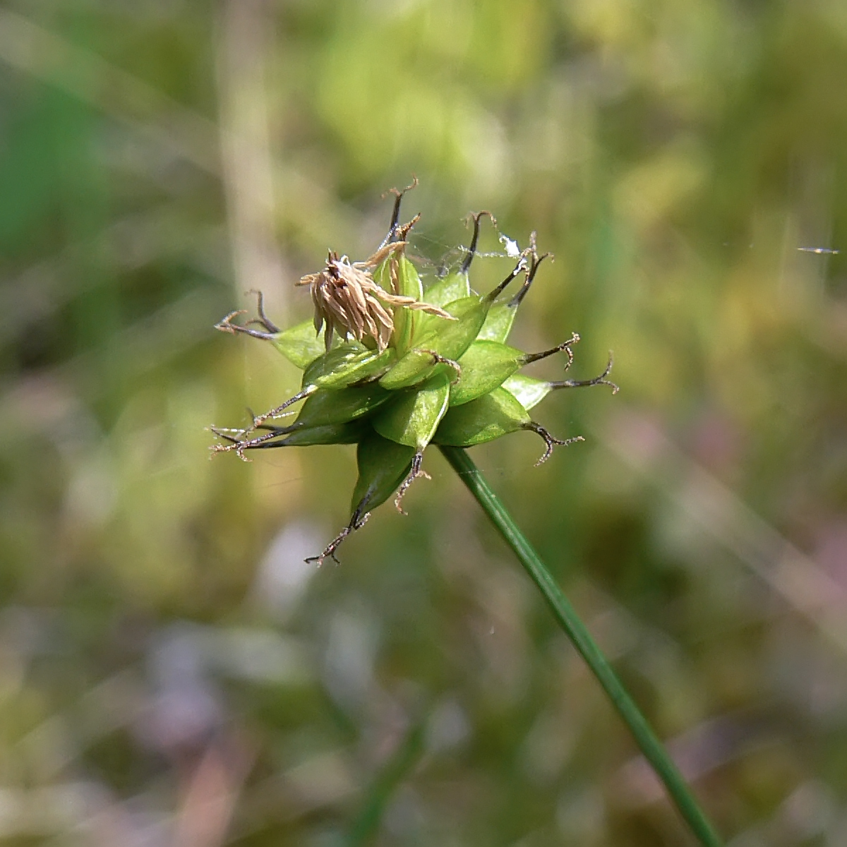 Изображение особи Carex capitata.