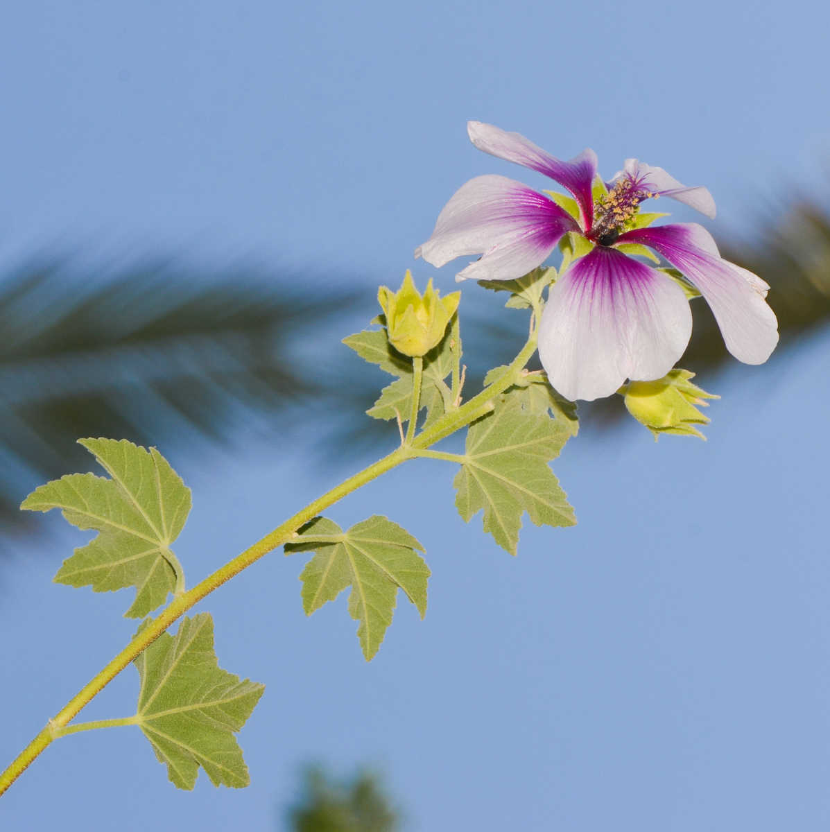 Image of Malva subovata specimen.