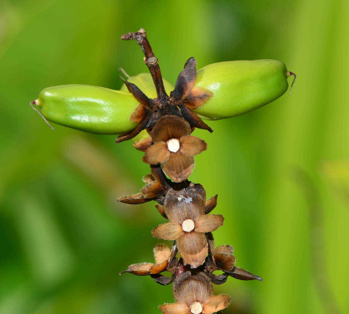 Image of Acanthus ilicifolius specimen.