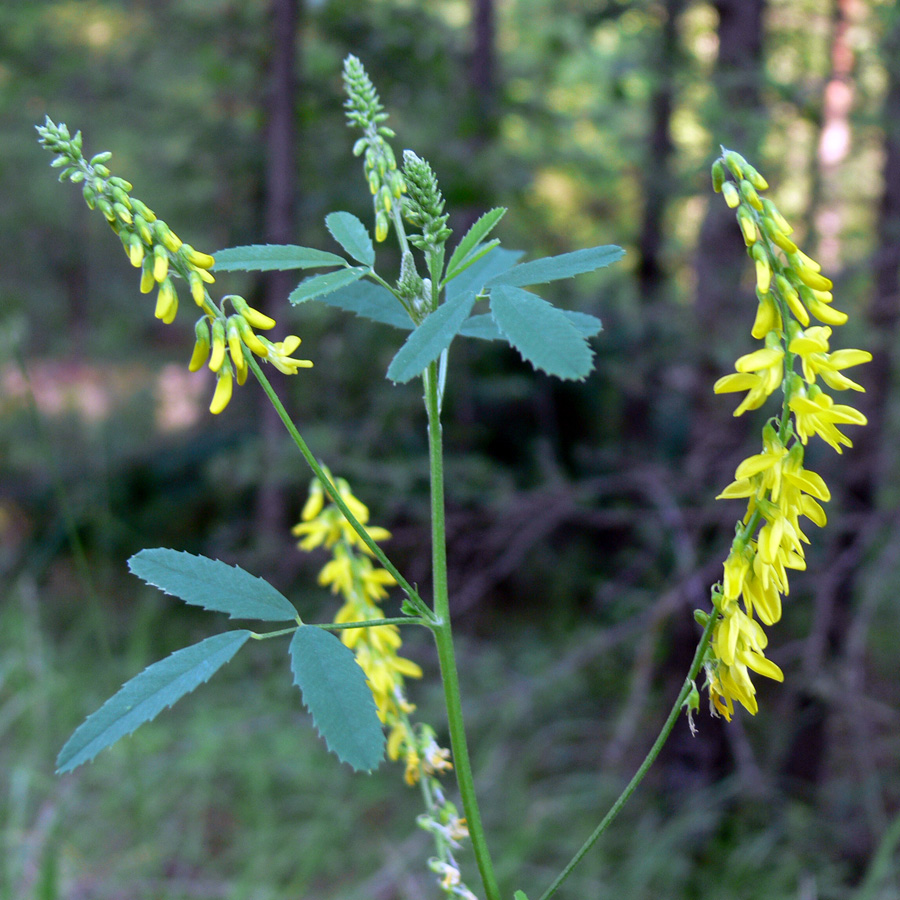 Изображение особи Melilotus officinalis.