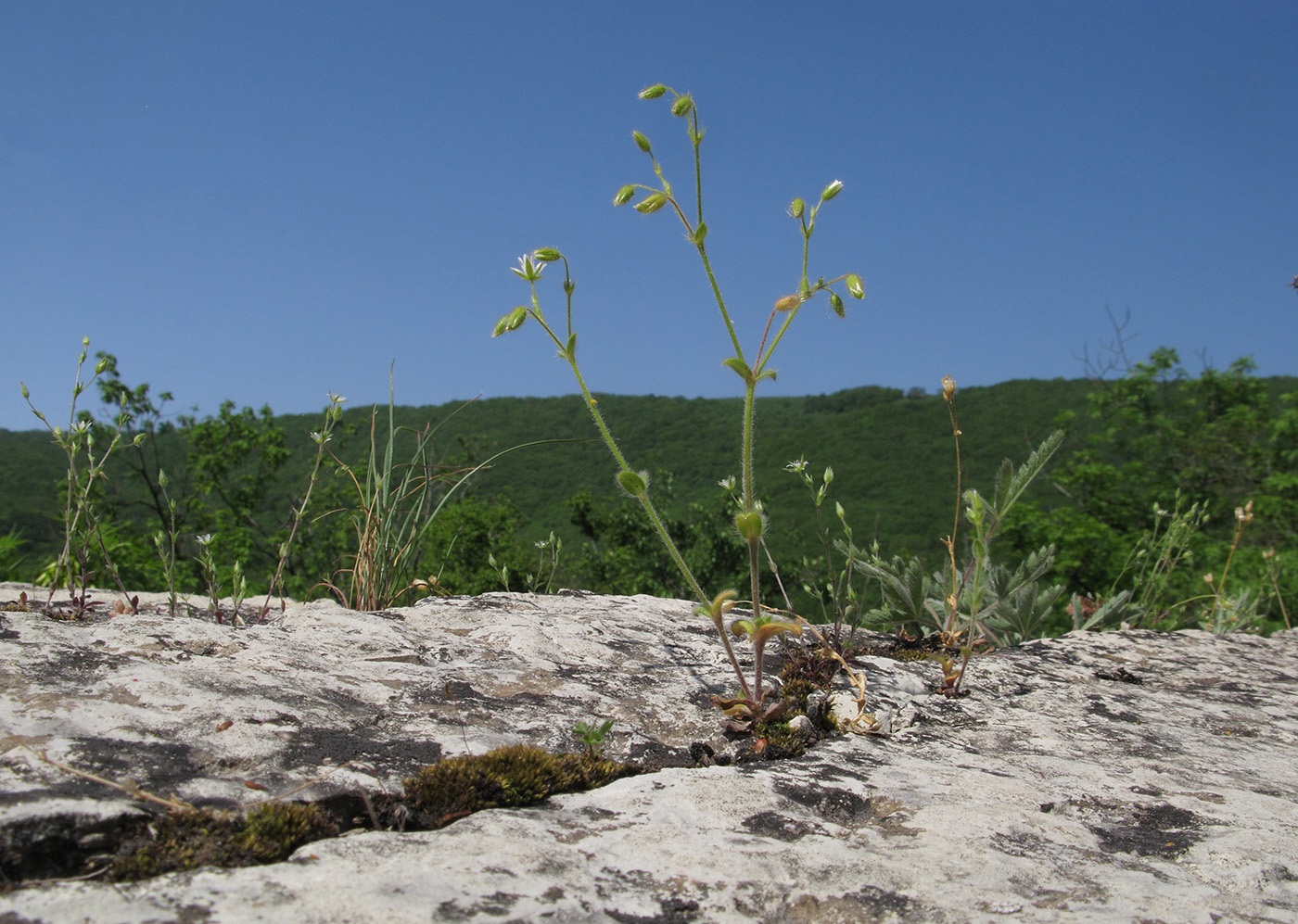 Image of Cerastium brachypetalum ssp. tauricum specimen.