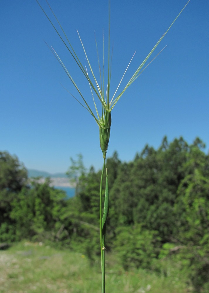 Изображение особи Aegilops biuncialis.