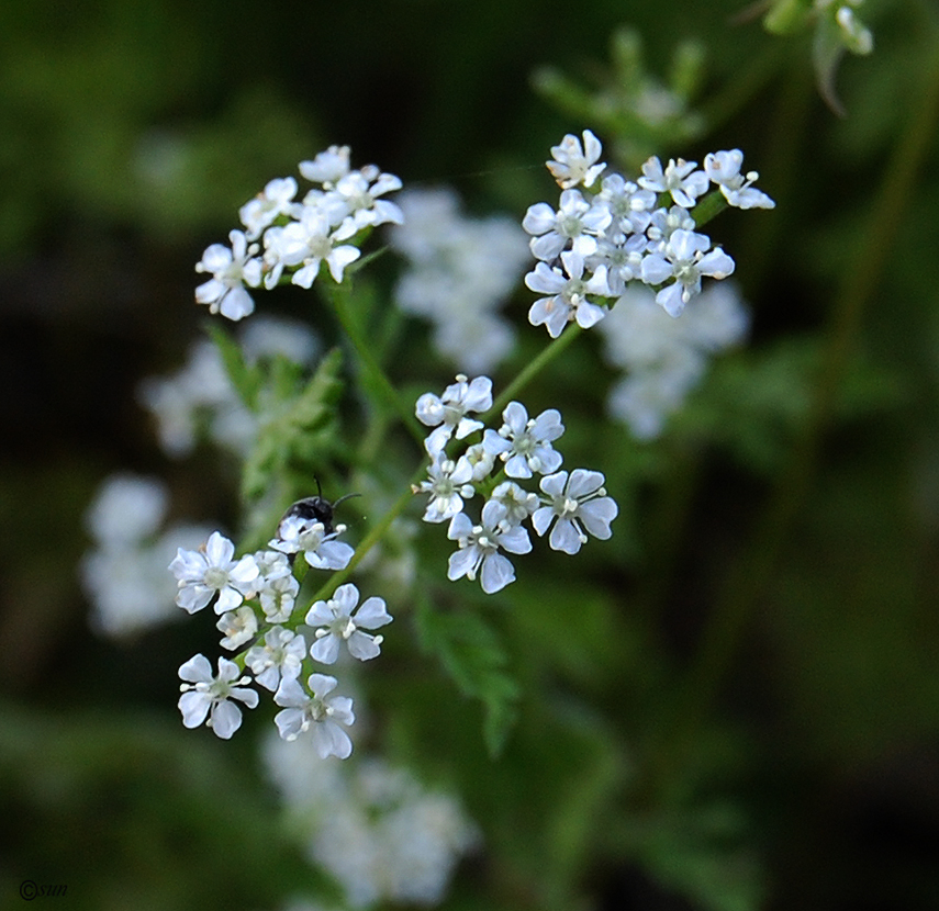 Image of Anthriscus sylvestris specimen.