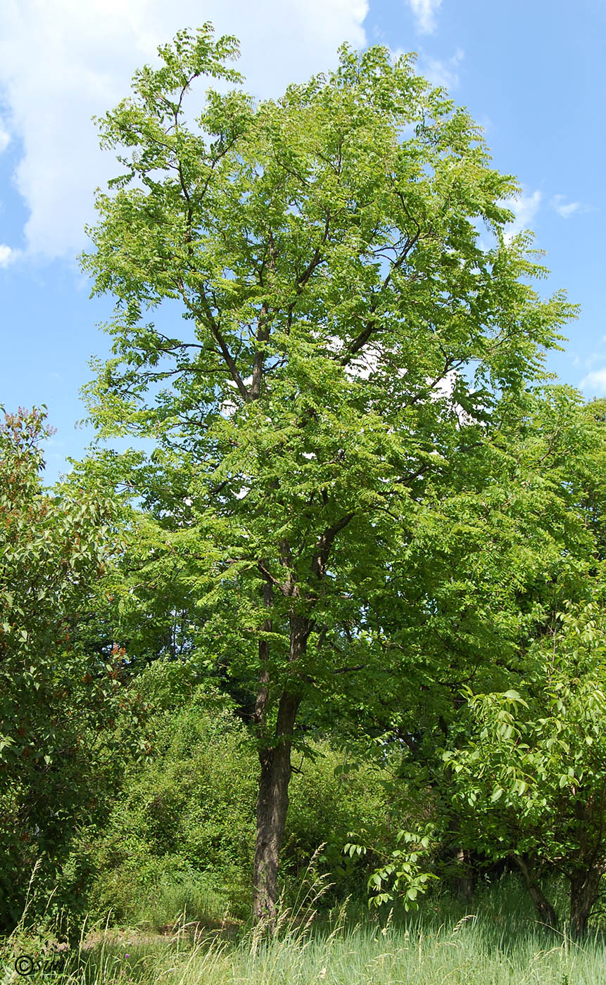 Изображение особи Gymnocladus dioicus.