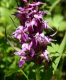 Dactylorhiza aristata