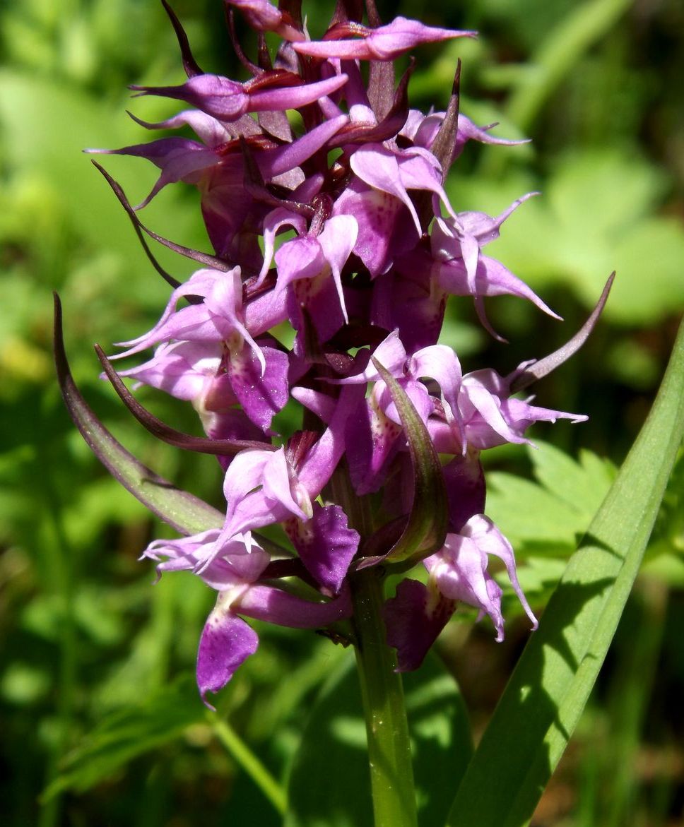 Image of Dactylorhiza aristata specimen.