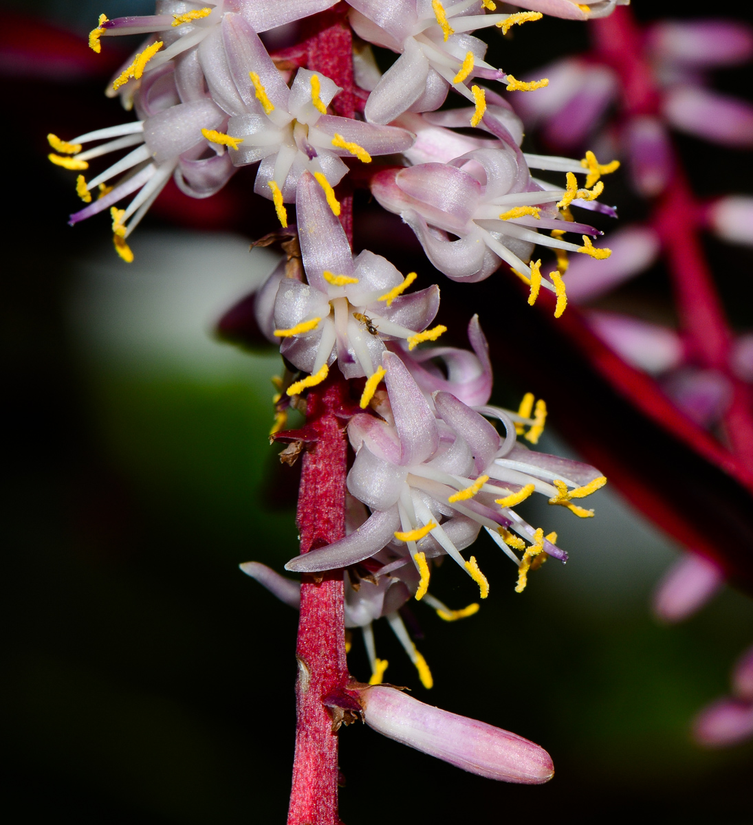 Изображение особи Cordyline fruticosa.