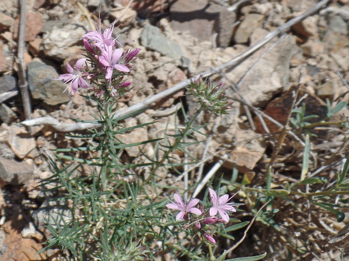 Image of Acanthophyllum pungens specimen.