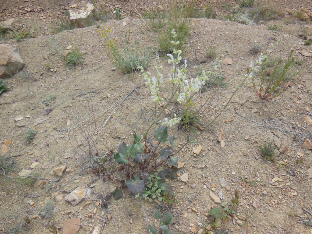 Image of Salvia limbata specimen.