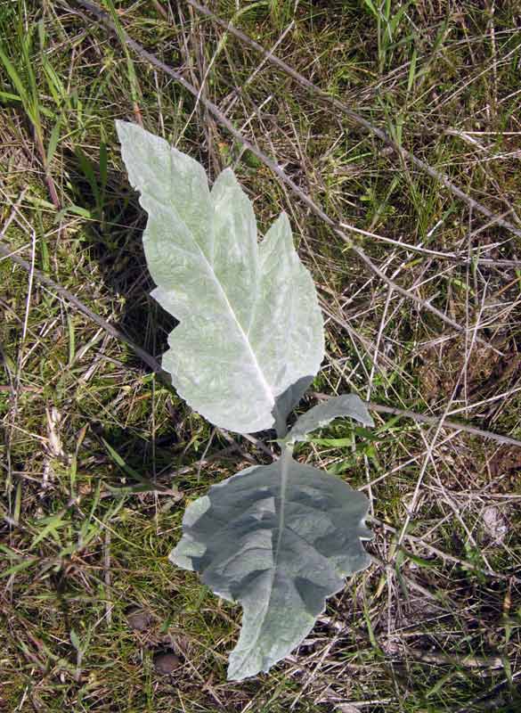 Изображение особи Cousinia triflora.