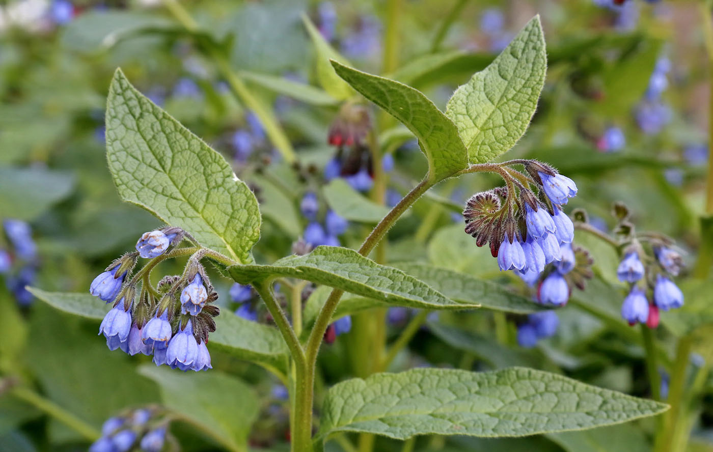 Изображение особи Symphytum caucasicum.