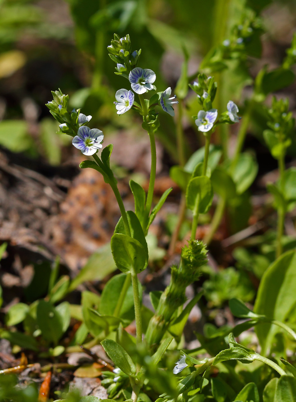 Image of Veronica serpyllifolia specimen.