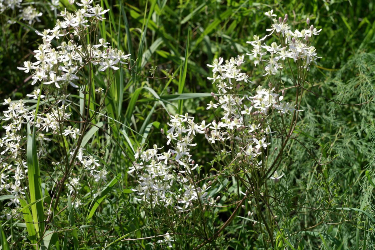 Изображение особи Clematis lathyrifolia.