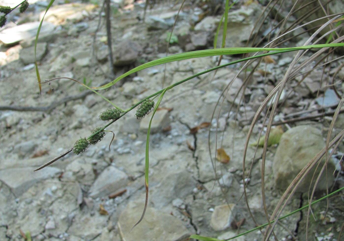 Изображение особи Carex grioletii.