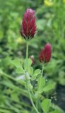 Trifolium incarnatum