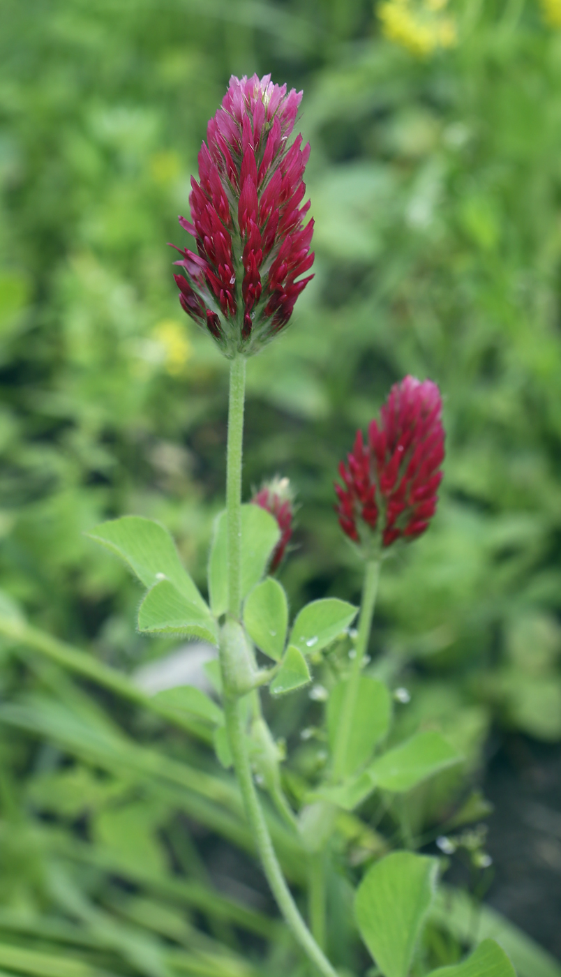 Изображение особи Trifolium incarnatum.