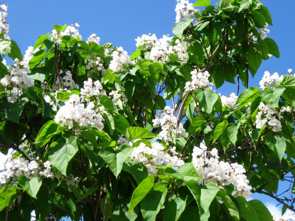 Image of Catalpa bignonioides specimen.