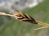 Carex tristis. Соплодие. Кабардино-Балкария, Эльбрусский р-н, долина р. Ирикчат, ок. 2600 м н.у.м., субальпийский луг на крутом склоне. 28.07.2017.