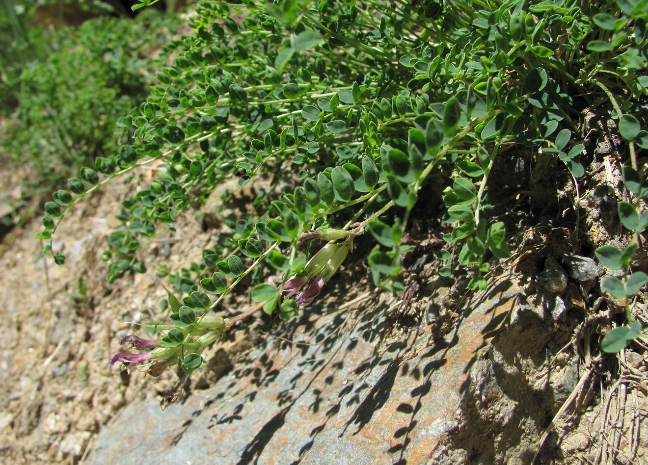 Изображение особи Astragalus demetrii.