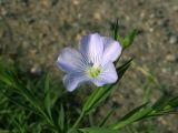 Image of taxon representative. Author is Алим Газиев