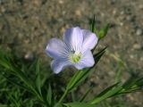 Linum humile