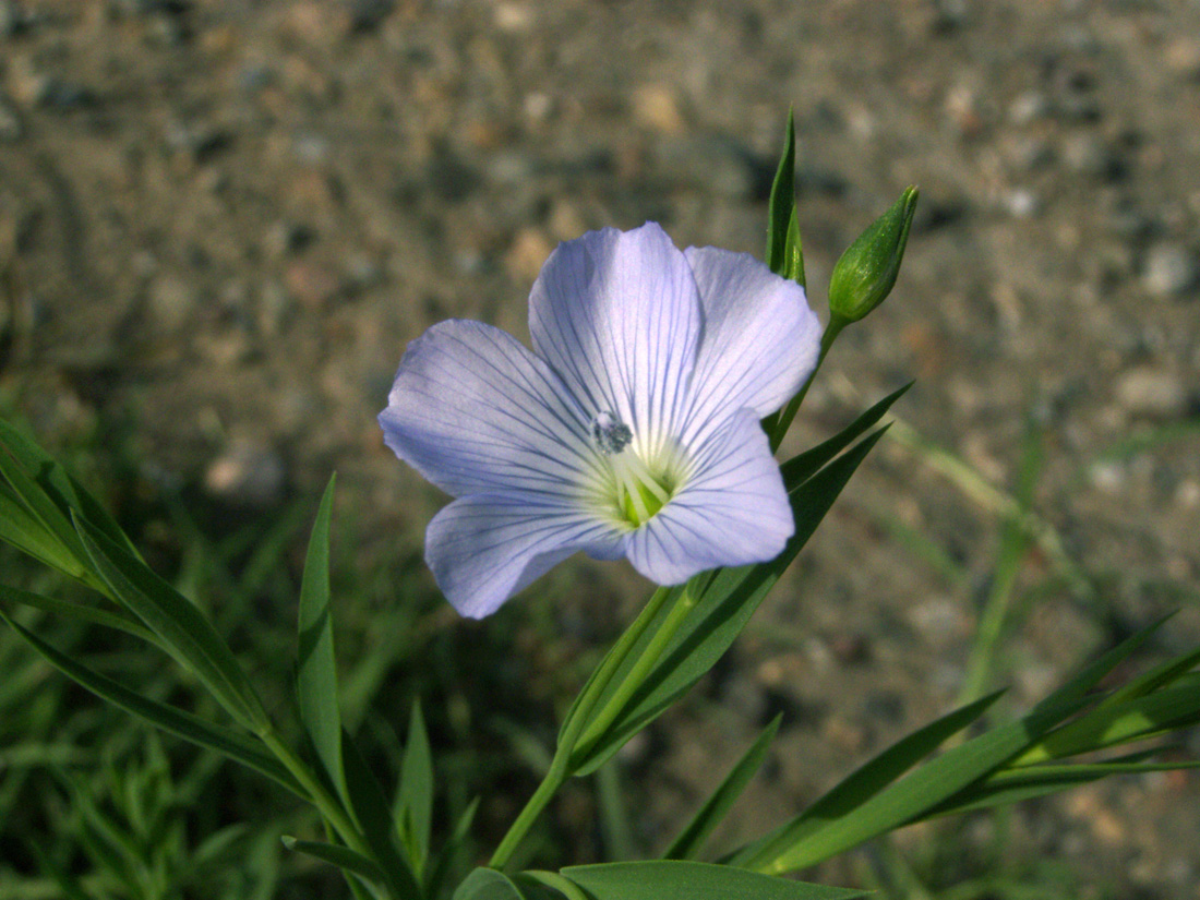 Изображение особи Linum humile.