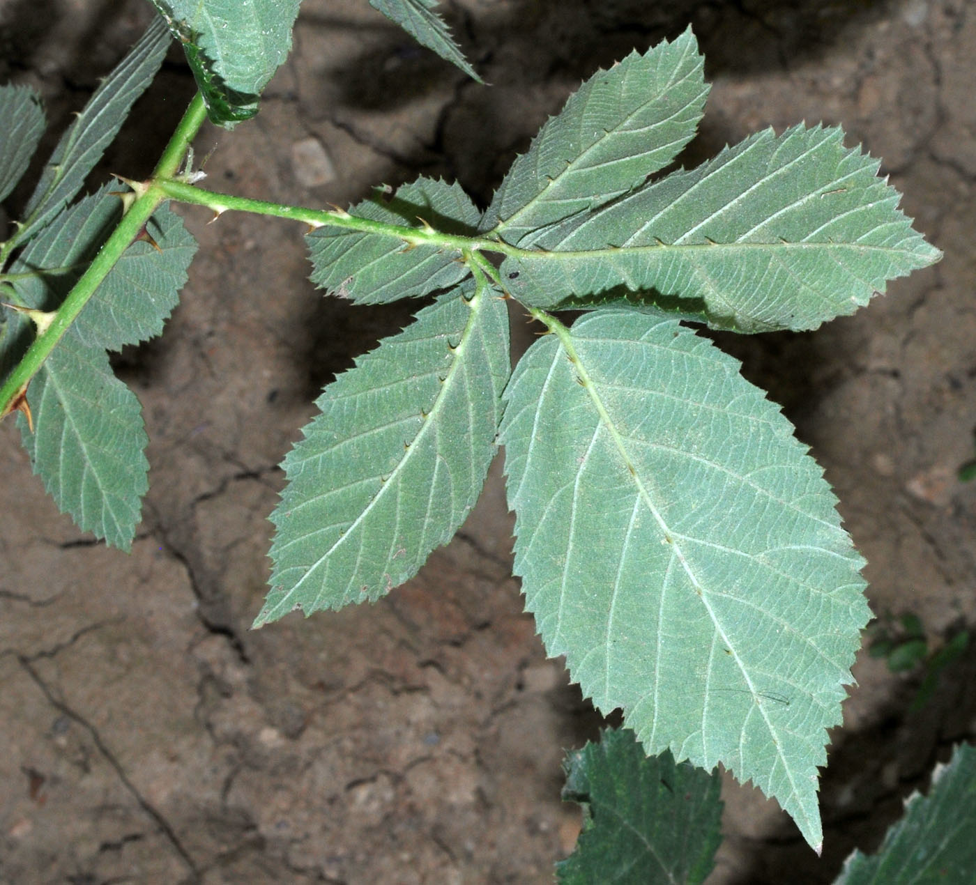 Image of Rubus praecox specimen.