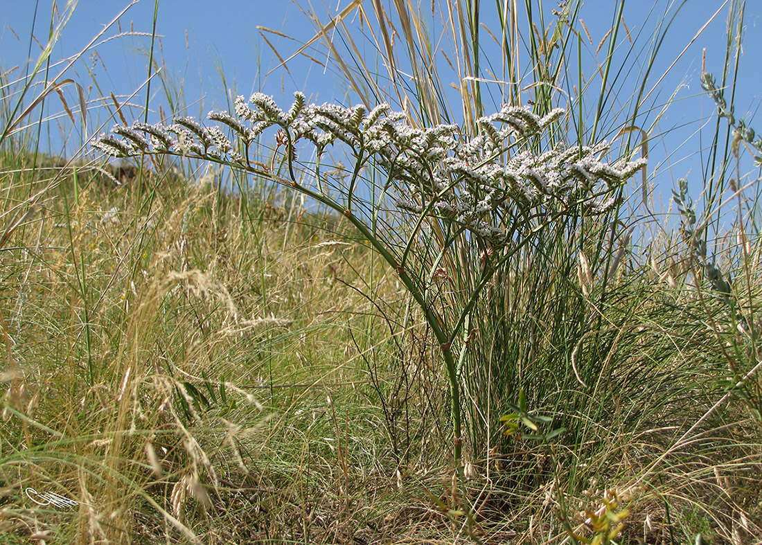 Image of Goniolimon dschungaricum specimen.