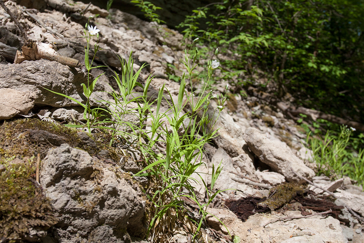 Image of Stellaria holostea specimen.