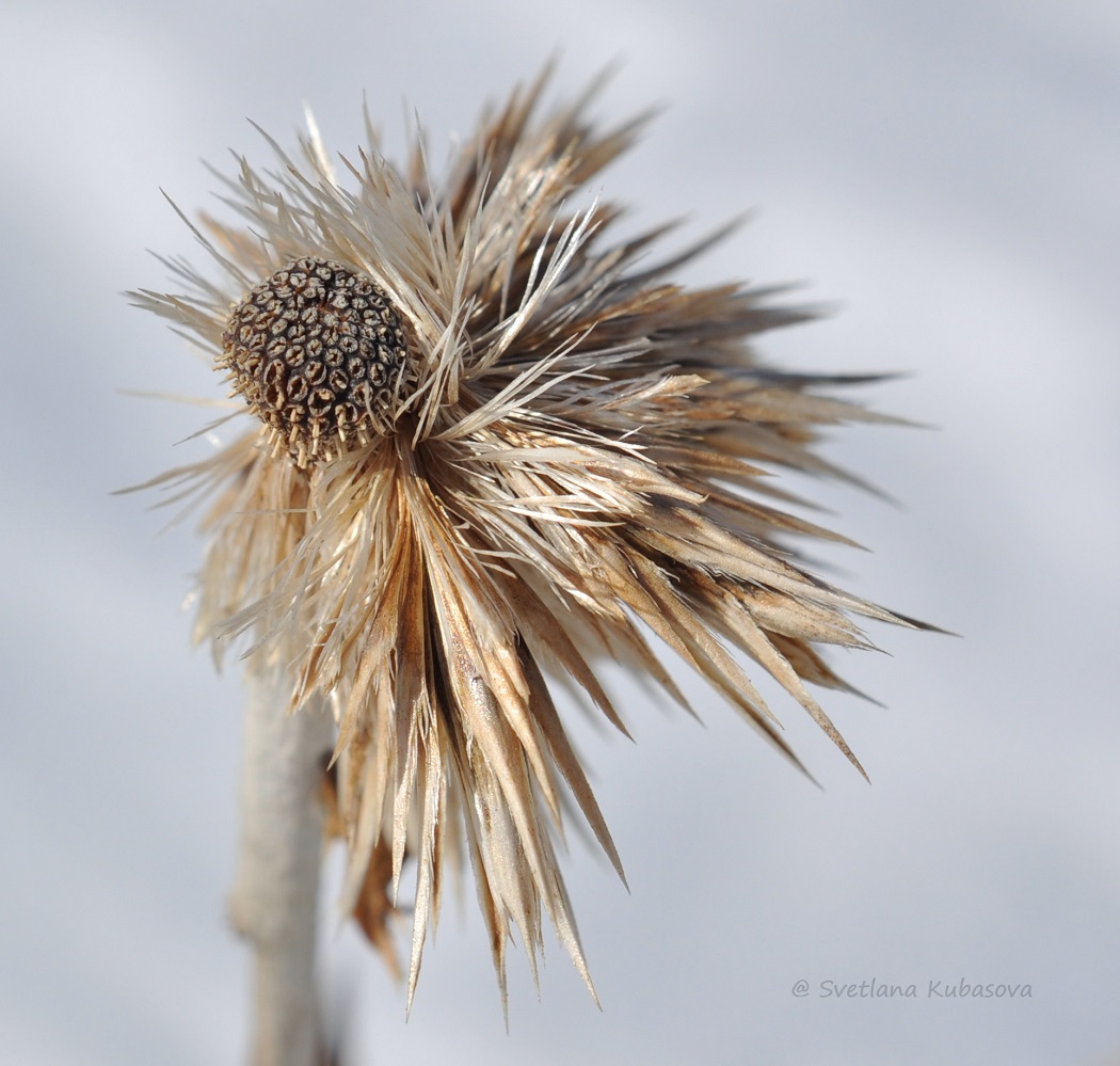 Изображение особи Echinops bannaticus.