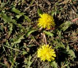 Taraxacum tenellisquameum. Цветущие растения. Украина, г. Луганск, пойма р. Лугань, сильно стравленное пастбище. 25.09.2017.