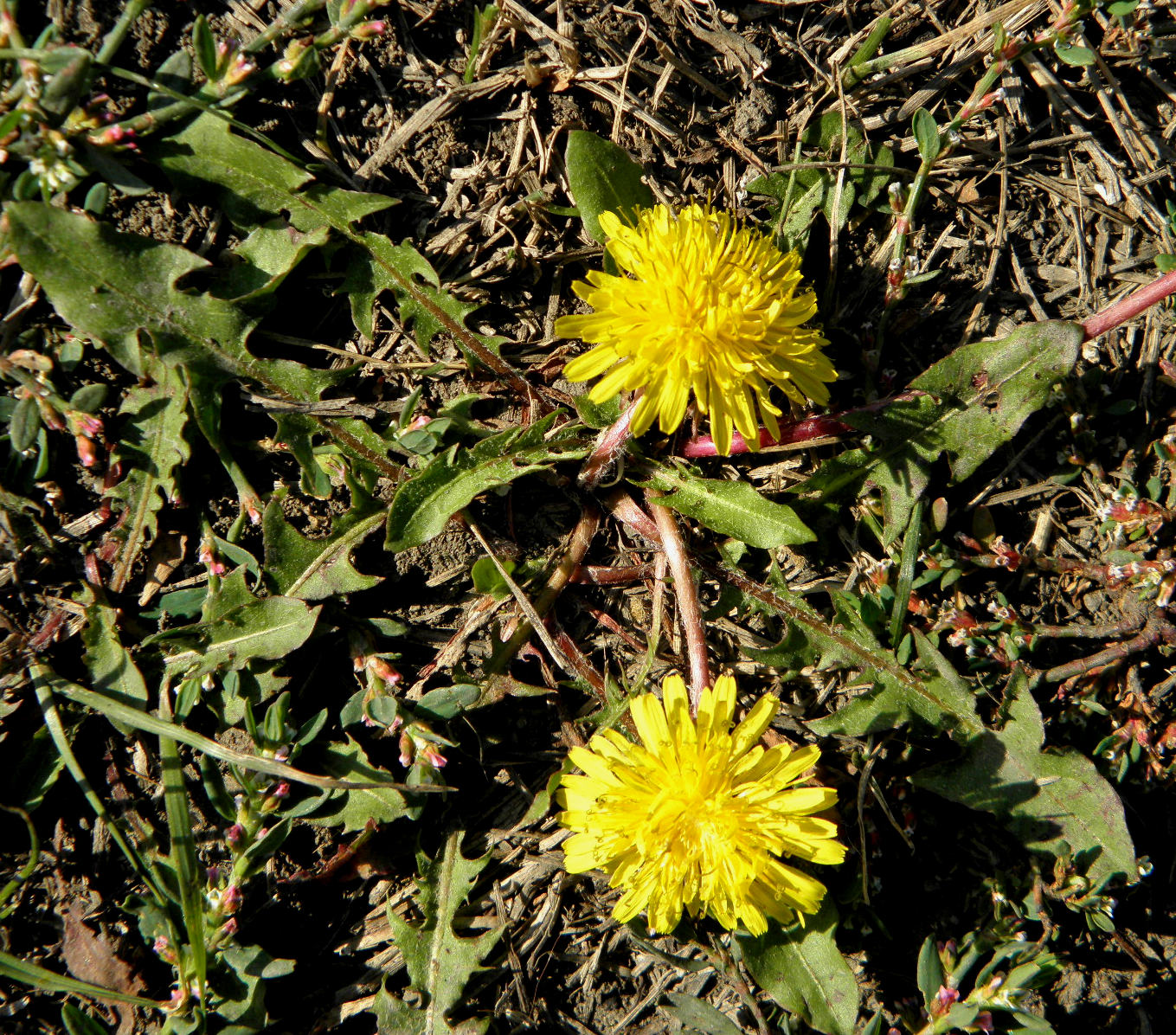 Image of Taraxacum tenellisquameum specimen.