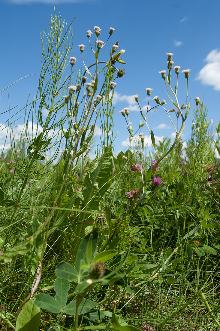 Image of Erigeron uralensis specimen.