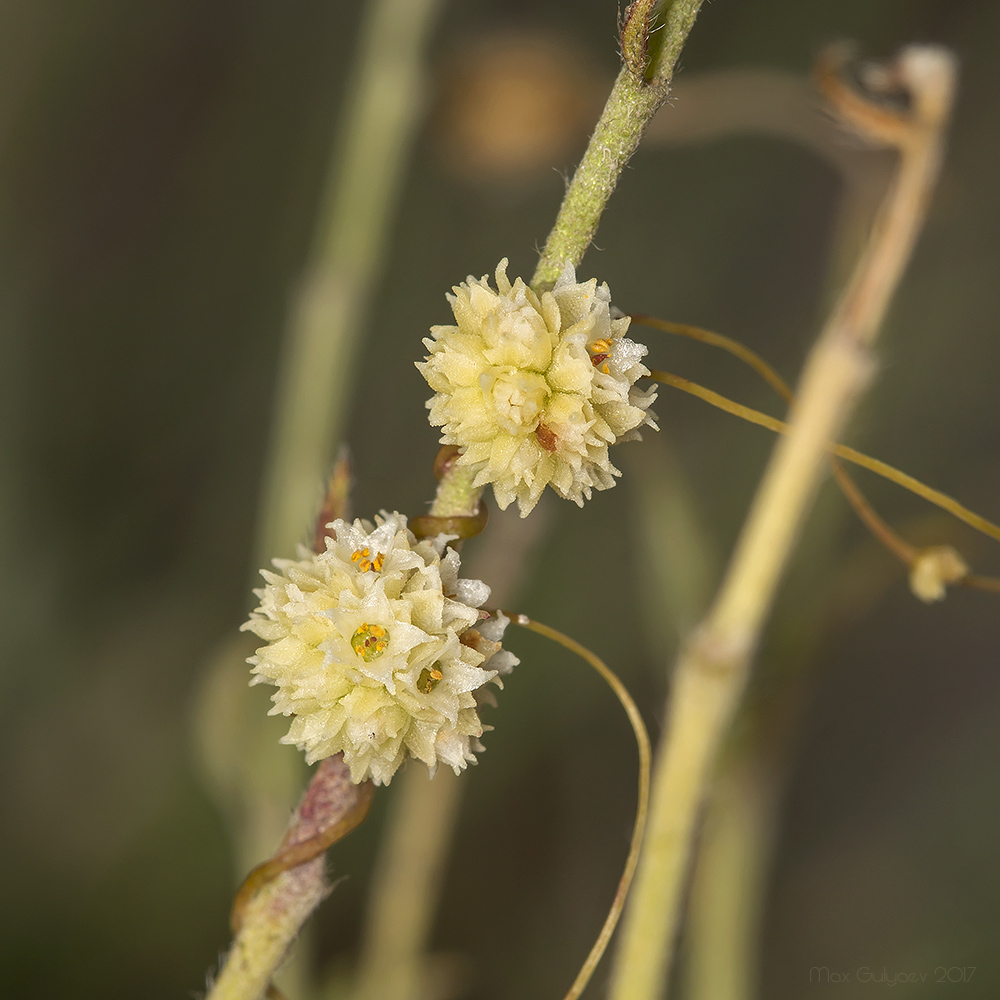 Image of genus Cuscuta specimen.