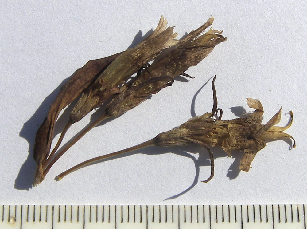 Image of Gentianella biebersteinii specimen.