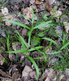Fritillaria ruthenica. Молодые растения. Украина, Черкасская обл., Каневский р-н, Региональный ландшафтный парк \"Трахтемиров\", среди кустарников. 24 апреля 2010 г.