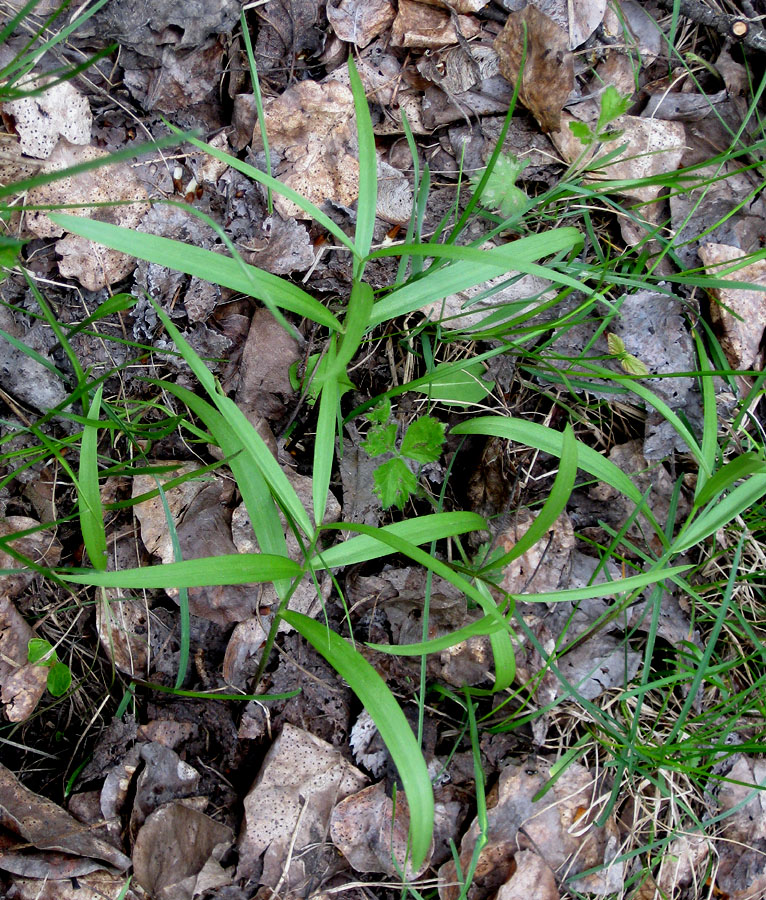 Изображение особи Fritillaria ruthenica.