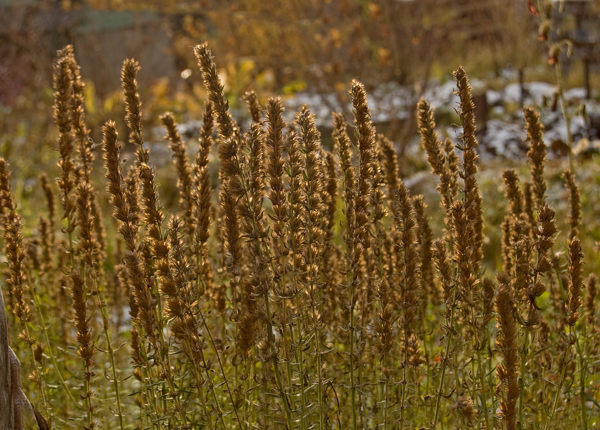 Image of Hyssopus officinalis specimen.