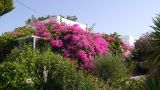 genus Bougainvillea. Цветущее растение (растения?) в озеленении отеля. Греция, о. Родос, в культуре. Июль 2017 г.