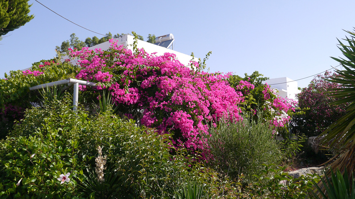 Image of genus Bougainvillea specimen.