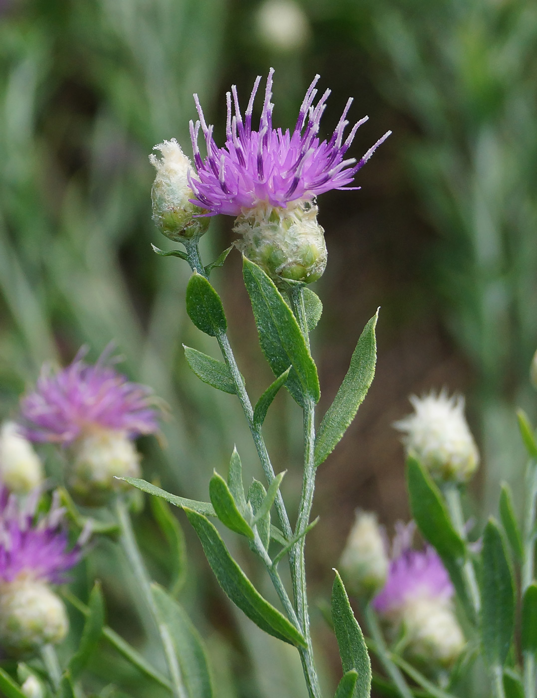 Image of Acroptilon repens specimen.