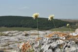 Cephalaria coriacea