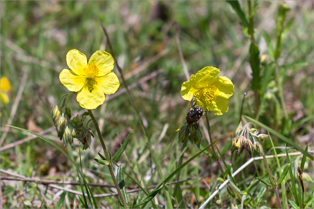 Изображение особи Helianthemum nummularium.