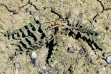 genus Astragalus